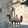 Concours photo 2011 de l’Amat 1er prix insolite rencontre_innatendue_l_l