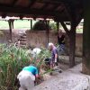 Le site du lavoir retrouve de l’éclat 20170609_090206